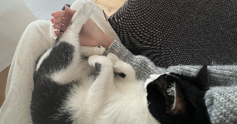alice pet sitter à NANTES 44000_5