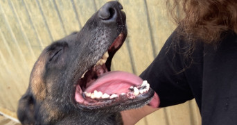 mathilde pet sitter à NANCY 54000_6