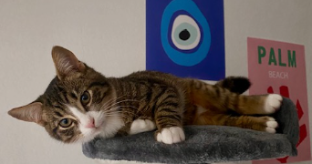 roxane pet sitter à BEAUZELLE 31700_1