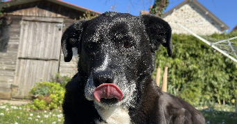 coraline pet sitter à BROU SUR CHANTEREINE 77177_2