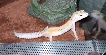 laetitia pet sitter à VILLERS LES NANCY 54600_2