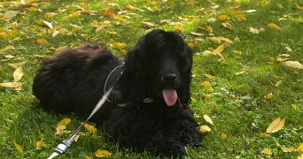 theo pet sitter à Le Havre 76600_1