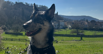 hugo pet sitter à CREMIEU 38460_0