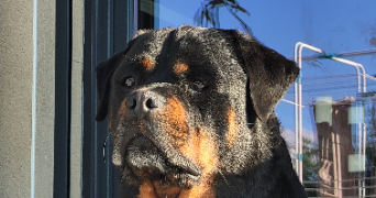eva pet sitter à SPINCOURT 55230_0