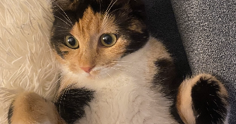 lorna pet sitter à SOULEUVRE EN BOCAGE 14350_3
