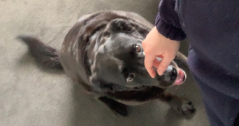 anais pet sitter à LYON 01 69001_3