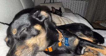 yann pet sitter à RIS ORANGIS 91130