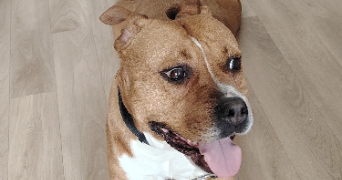 david pet sitter à MAGNY EN VEXIN 95420_6