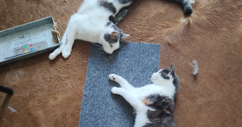 nora pet sitter à JOUGNE 25370