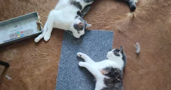 nora pet sitter à JOUGNE 25370