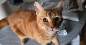 elodie pet sitter à COUBRON 93470_1