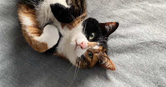 célia pet sitter à PREMESQUES 59840_2