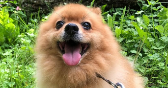 charly pet sitter à ALBERTVILLE 73200_1