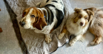christine pet sitter à GIF SUR YVETTE 91190_2