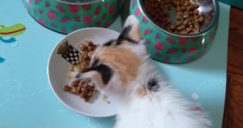ana pet sitter à VELIZY VILLACOUBLAY 78140_4