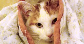 nicolas pet sitter à VILLENEUVE DE MARSAN 40190