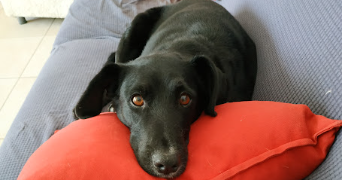 christelle pet sitter à MORANGIS 91420_3