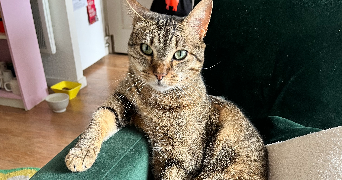 luna pet sitter à TOULOUSE 31000_2