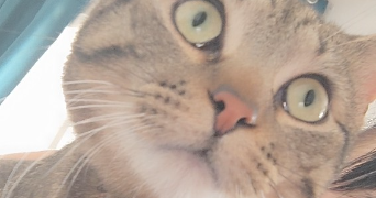 isabelle cat sitter à TOULOUSE 31300_7