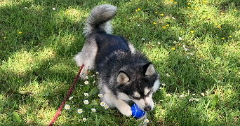 Yémisi pet sitter à AUBERVILLIERS 93300_5