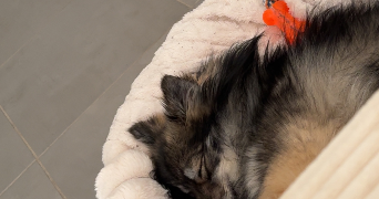 obriot pet sitter à ST JEAN DE VEDAS 34430_2