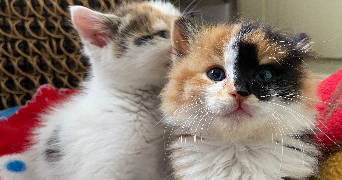 charlotte pet sitter à GRENOBLE 38100_7