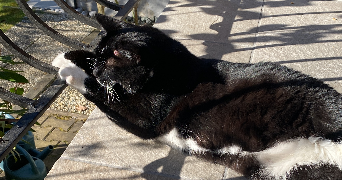 amandine pet sitter à ROYAT 63130_3