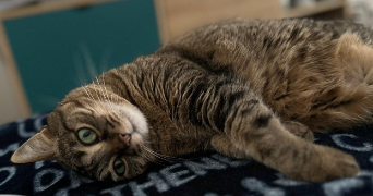 adeline pet sitter à VILLENEUVE LA GARENNE 92390_6