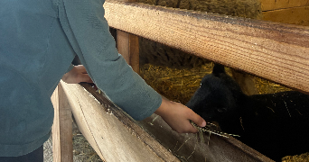 laura pet sitter à LE MANS 72000_5