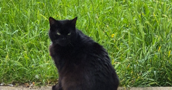 aurélie pet sitter à SOISSONS 02200_12