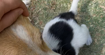 marianne pet sitter à PERPIGNAN 66000_1
