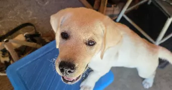 marie pet sitter à AUXONNE 21130