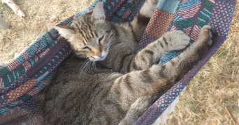 Manon pet sitter à Poitiers 86000_3