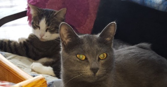 noelia pet sitter à GEMOZAC 17260_8