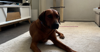 mélissa pet sitter à MASSY 91300_5