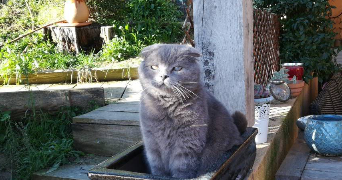 océane pet sitter à NICE 06100_4