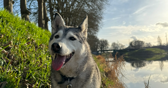 maela pet sitter à Auxonne 21130_2