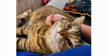 marie pet sitter à L HAY LES ROSES 94240_6