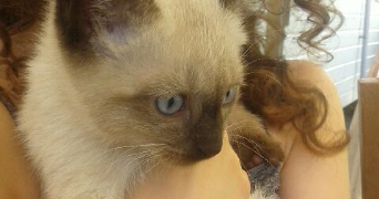 zora pet sitter à Angers 49000_3