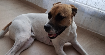 sophie pet sitter à FLOIRAC 33270_3
