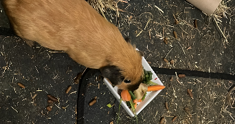 justine pet sitter à BORDEAUX 33800_2
