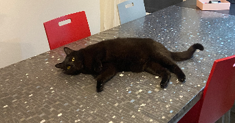 mathilde pet sitter à LYON 02 69002_2