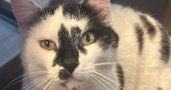 violette pet sitter à CLOYES LES TROIS RIVIERES 28220_1