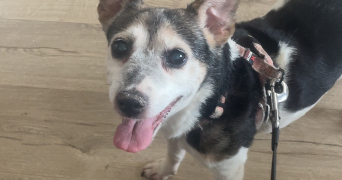 laura pet sitter à ARMENTIERES 59280_9