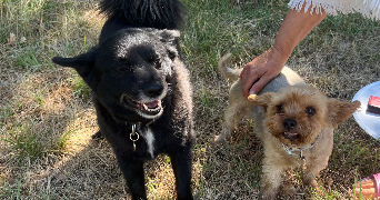 lili pet sitter à BRIORD 01470_7