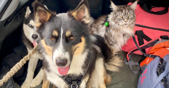 lana pet sitter à MORMANT 77720_14