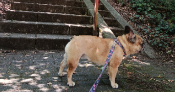 aline pet sitter à WOUSTVILLER 57915_2