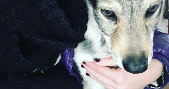 amelie pet sitter à MONTPELLIER 34000_4