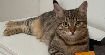 coraline pet sitter à CORNEBARRIEU 31700_1