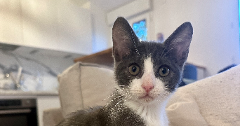 amandine pet sitter à TOULOUSE 31000_1